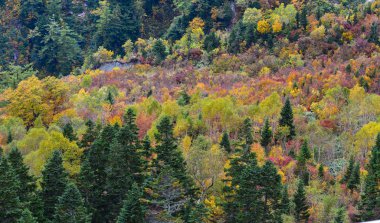 Japonya 'da sonbaharda dağ manzarası 