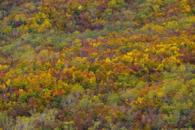 Japonya 'da sonbaharda dağ manzarası 