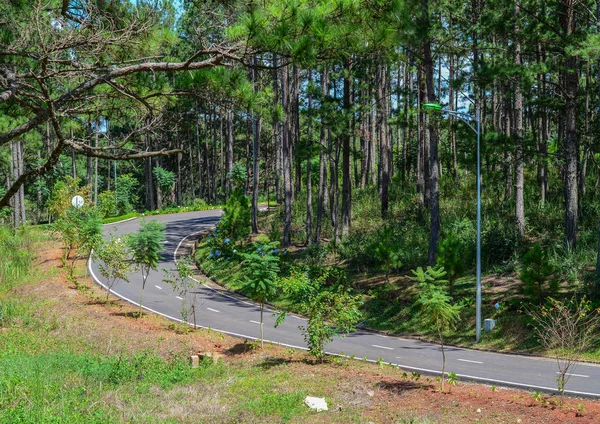 Kiefern im grünen Wald an Sommertagen — Stockfoto