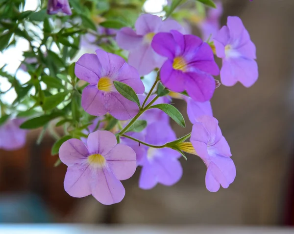Kleine bloemen voor decoraties in huis — Stockfoto