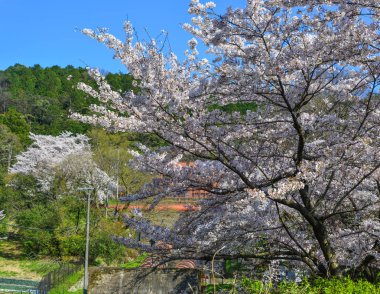 Cherry Blossom (Hanami)-Kyoto, Japonya