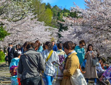 İnsanlar kiraz çiçeği zevk (Hanami) 