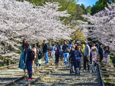 İnsanlar kiraz çiçeği zevk (Hanami) 