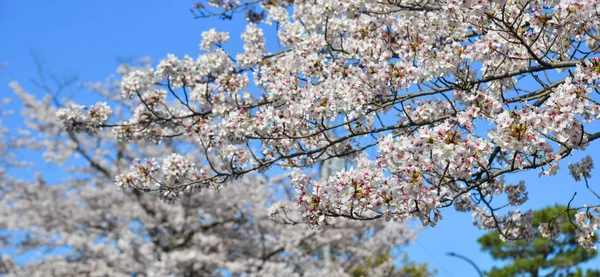 Fleur de cerisier (hanami) à Kyoto, Japon — Photo