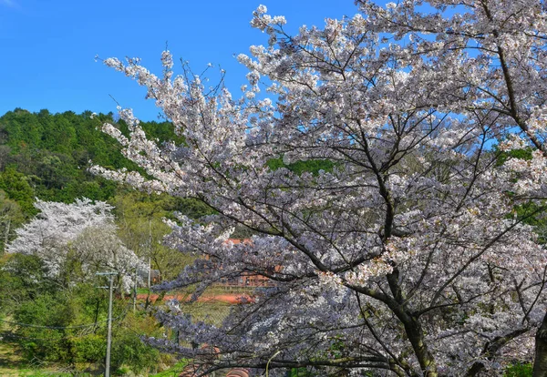 Cherry Blossom (Hanami) i Kyoto, Japan — Stockfoto