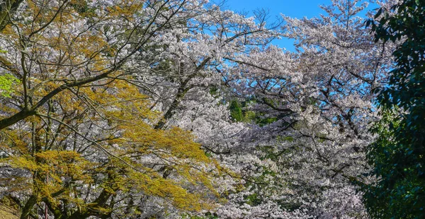 Kirschblüte (Hanami) in Kyoto, Japan — Stockfoto