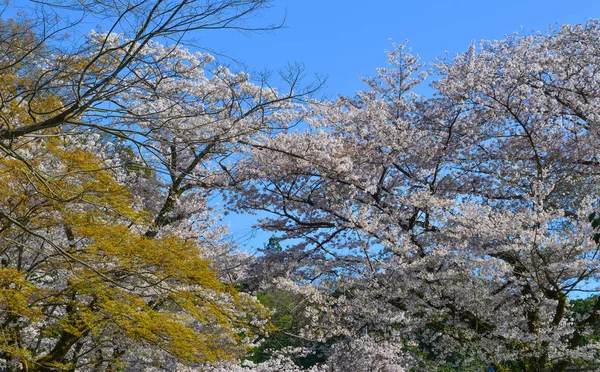 Flor de cereja (hanami) em Kyoto, Japão — Fotografia de Stock