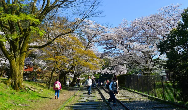 Ludzie cieszący się wiśniowym kwiatu (Hanami) — Zdjęcie stockowe