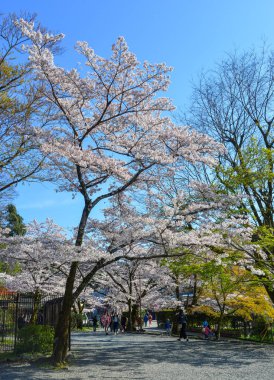 Cherry Blossom (Hanami)-Kyoto, Japonya