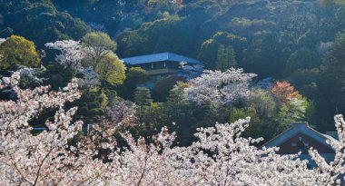 Cherry Blossom (Hanami)-Kyoto, Japonya