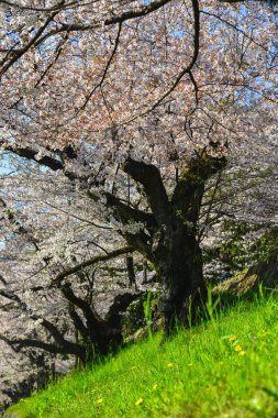 Cherry Blossom (Hanami)-Kyoto, Japonya