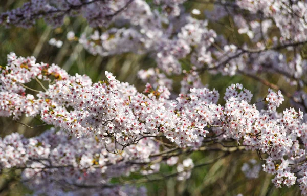 Flor de cereja (hanami) em Kyoto, Japão — Fotografia de Stock