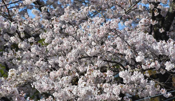Flor de cerezo (hanami) en Kyoto, Japón — Foto de Stock