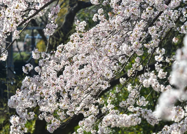 Fiori di ciliegio (hanami) a Kyoto, Giappone — Foto Stock