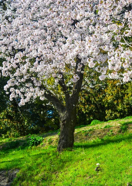 Cherry blossom (hanami) in Kyoto, Japan — Stock Photo, Image
