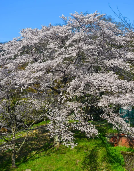 Flor de cereja (hanami) em Kyoto, Japão — Fotografia de Stock