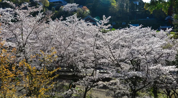 Cherry Blossom (Hanami) i Kyoto, Japan — Stockfoto