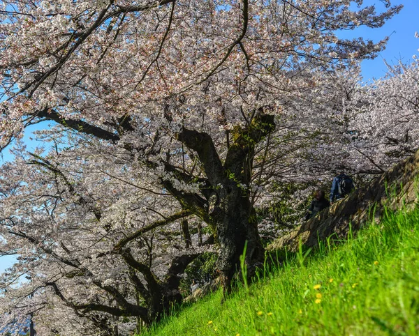 Kirschblüte (Hanami) in Kyoto, Japan — Stockfoto