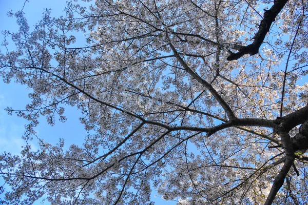 Cherry blossom (hanami) in Kyoto, Japan — Stock Photo, Image