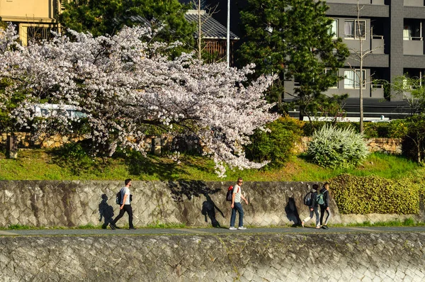 Ribera del río Kamo con árboles de flor de cerezo — Foto de Stock