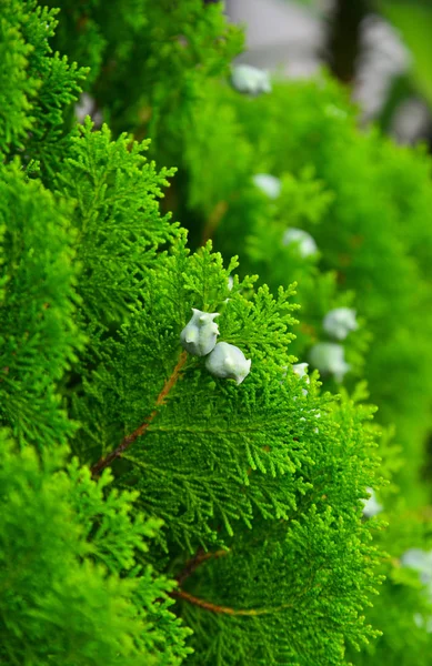 Cedrus árvore para decorações — Fotografia de Stock