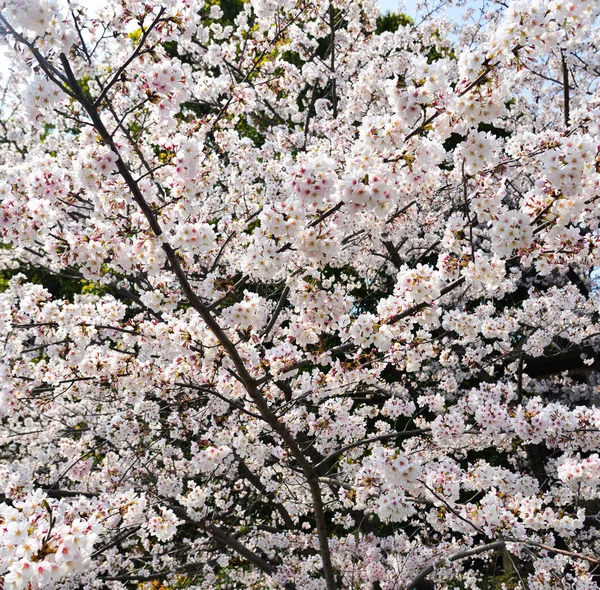 Flor de cereja (hanami) em Kyoto, Japão — Fotografia de Stock