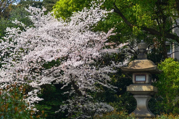 Kirschblüte (Hanami) in Kyoto, Japan — Stockfoto