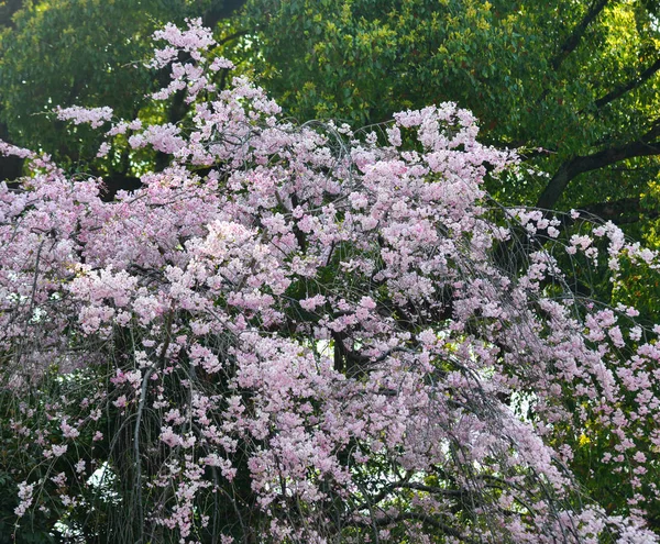 Kvetoucí třešeň (Hanami), Japonsko — Stock fotografie