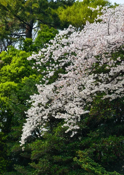 Flor de cereja (hanami) em Kyoto, Japão — Fotografia de Stock