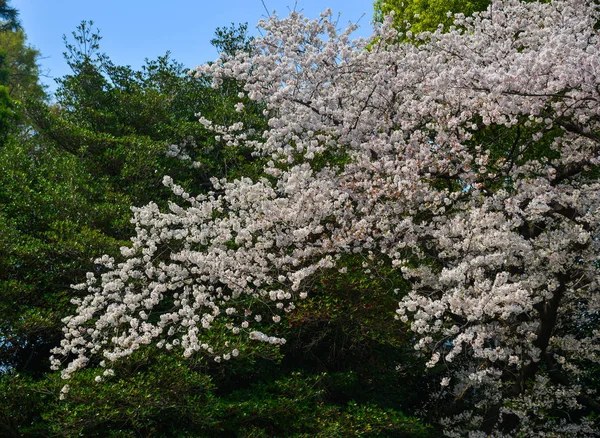 Άνθος κερασιάς (Hanami) στο Κιότο, Ιαπωνία — Φωτογραφία Αρχείου