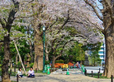 İnsanlar kiraz çiçeği zevk (Hanami) 