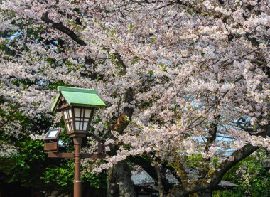 Cherry Blossom (Hanami)-Kyoto, Japonya