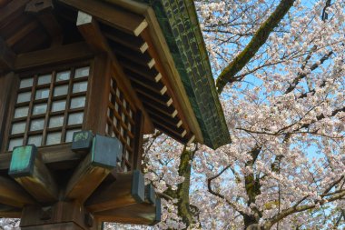 Kiraz çiçekleri ile Antik tapınak 