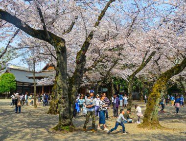 İnsanlar kiraz çiçeği zevk (Hanami) 