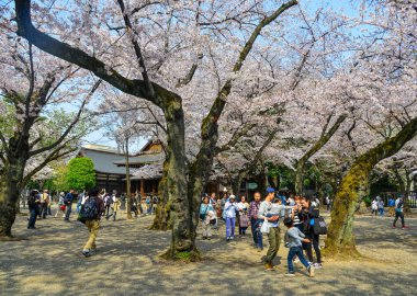 İnsanlar kiraz çiçeği zevk (Hanami) 