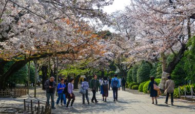 İnsanlar kiraz çiçeği zevk (Hanami) 