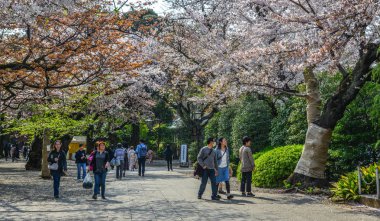 İnsanlar kiraz çiçeği zevk (Hanami) 