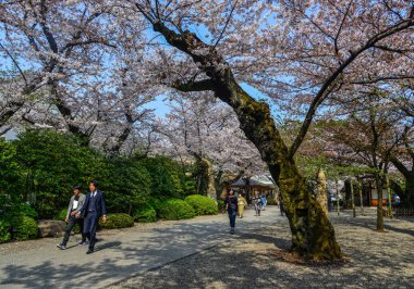İnsanlar kiraz çiçeği zevk (Hanami) 
