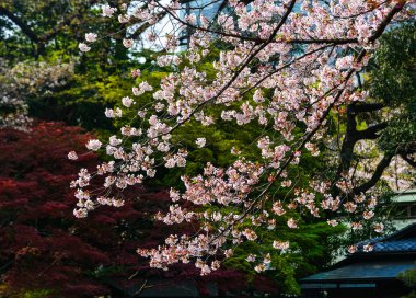 Cherry Blossom (Hanami)-Kyoto, Japonya