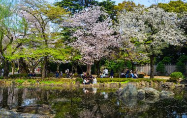 İnsanlar kiraz çiçeği zevk (Hanami) 