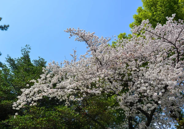 Άνθος κερασιάς (Hanami) στο Κιότο, Ιαπωνία — Φωτογραφία Αρχείου