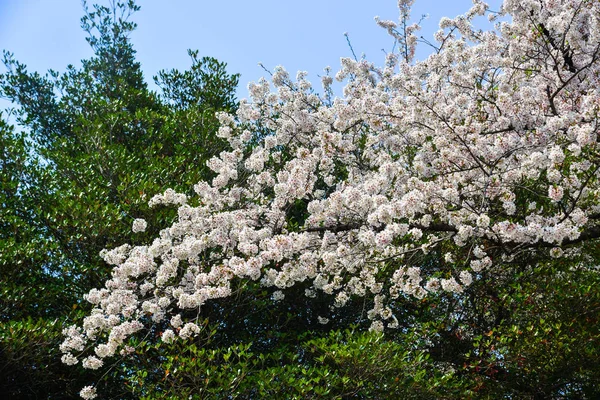 Cherry Blossom (Hanami)-Kyoto, Japonya — Stok fotoğraf