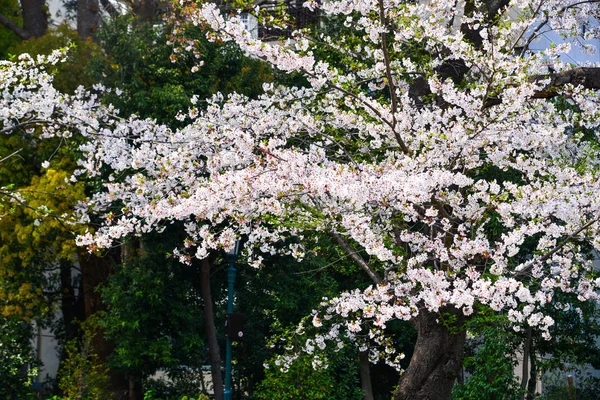 Άνθος κερασιάς (Hanami) στο Κιότο, Ιαπωνία — Φωτογραφία Αρχείου