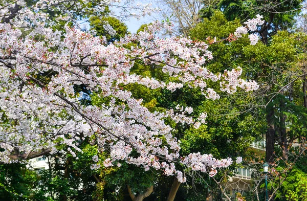 京都の桜 — ストック写真