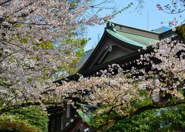 Flor de cerezo (hanami) en Kyoto, Japón — Foto de Stock