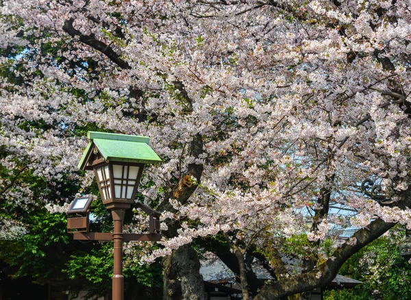 Cherry Blossom (Hanami) i Kyoto, Japan — Stockfoto