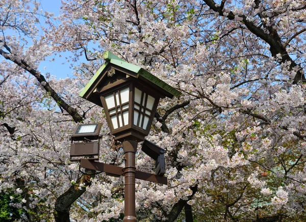 Цветение сакуры (ханами) в Киото, Япония — стоковое фото