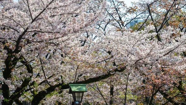 Άνθος κερασιάς (Hanami) στο Κιότο, Ιαπωνία — Φωτογραφία Αρχείου