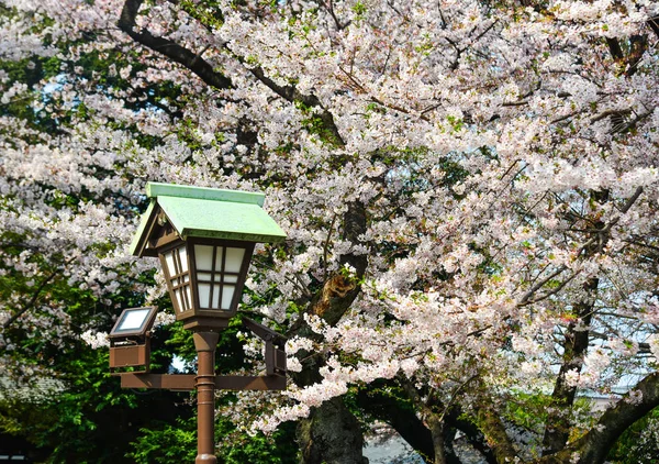 Cherry Blossom (Hanami) i Kyoto, Japan — Stockfoto