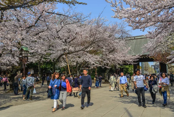 Gente disfrutando de la flor de cerezo (hanami ) — Foto de Stock